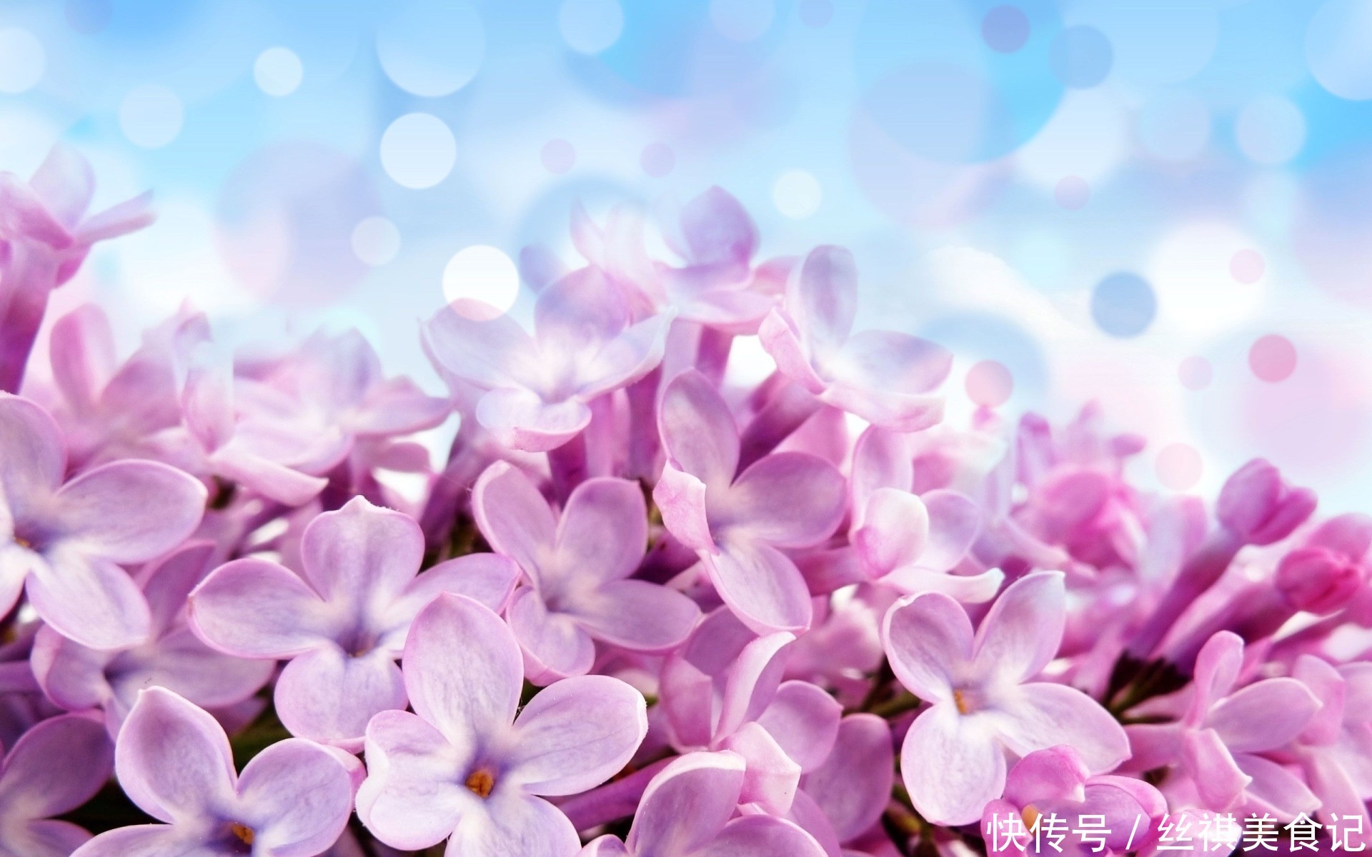 此花被称为天国之花,给人带来满腹忧郁的感觉,象征着忧愁思念