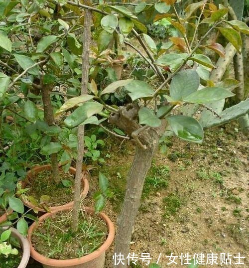 牙签扎个洞，插上仙人球，嫁接在“神木”上，变成“仙人球树”！