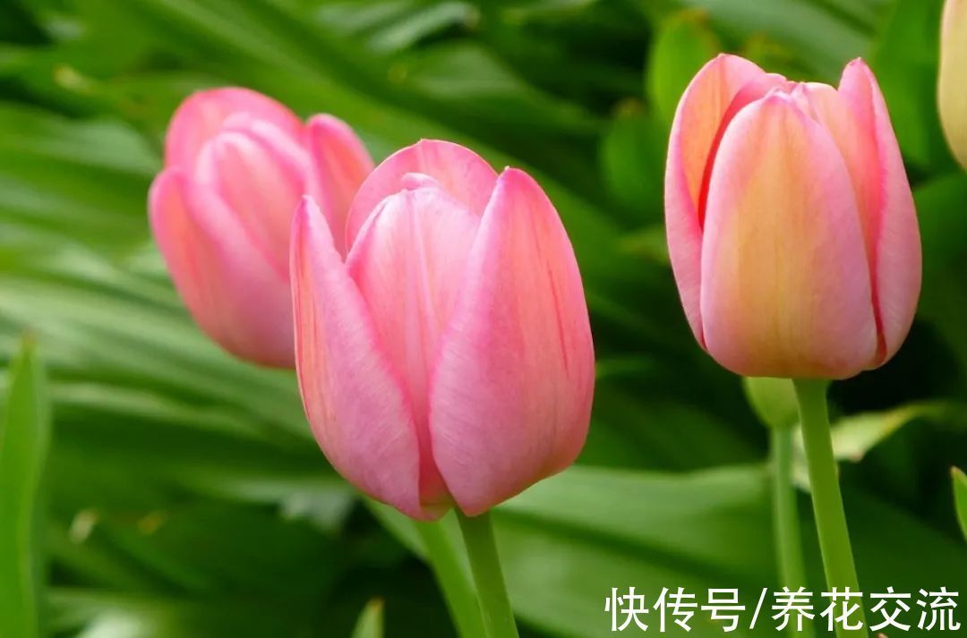 光棍树|记住这5种花的花语,光棍节更容易脱单,送花也不会迷惘