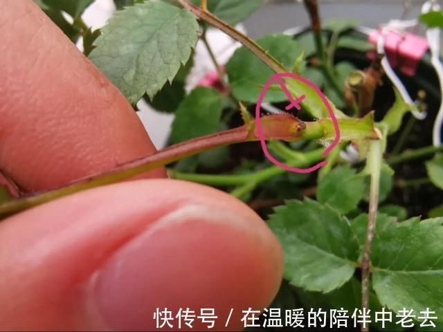 养花技巧公认难养的3种花，高手用经验告诉你，怎样快速开花