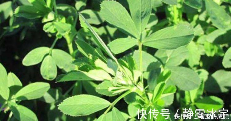 断流|女人若雌激素断流,可以多吃3种食物补充雌激素,越吃越年轻