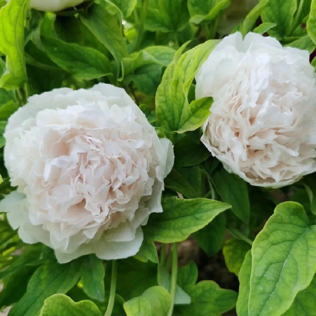 品种|这花只能秋天养,埋土里就活,晚了再等一整年!