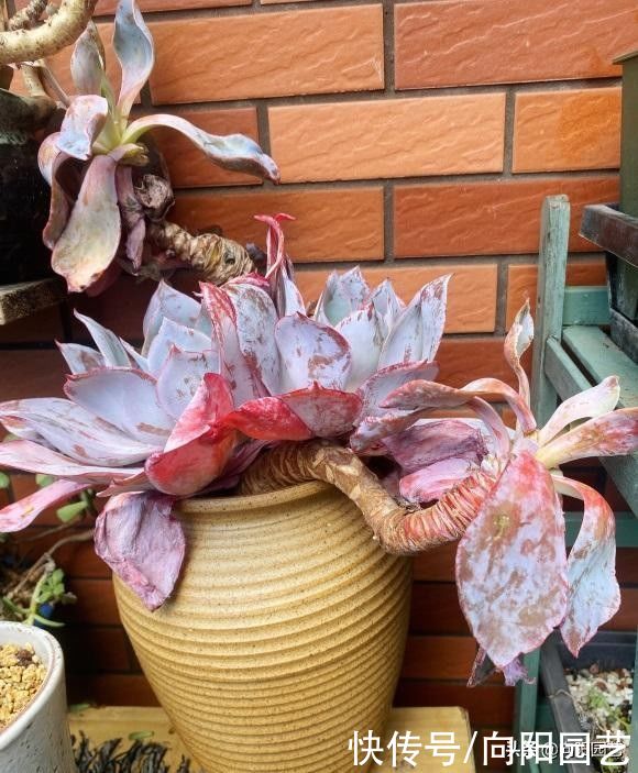 水肥|多肉也有水货，温室大棚里的产物，买回家就腐烂，死亡率超高