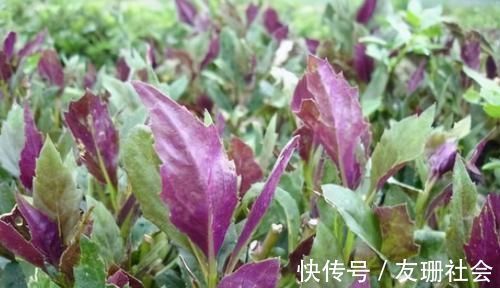 观音菜|冬季适合吃3种食物,排毒养颜、延缓衰老,好吃又健康!