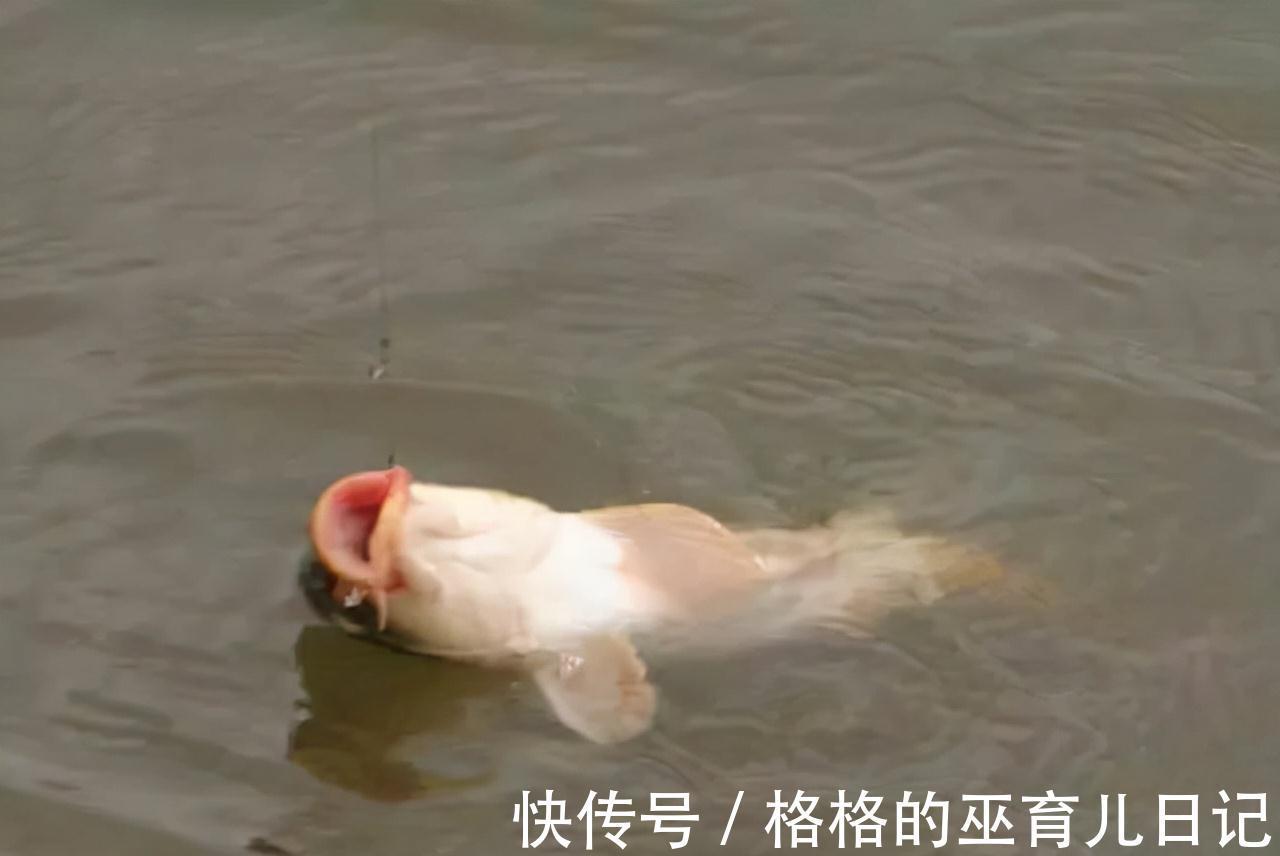 打窝良久不发窝,不一定是窝料的问题,可能打窝的方法不太对