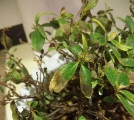 养花技巧养了3年的花突然枯死，套个塑料袋，竟然救活了