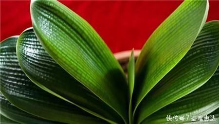 养君子兰有3忌,避开不黄叶不烂根,猛窜大白根,呼呼冒花箭