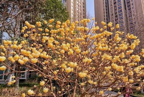 结香是一种怎样的植物