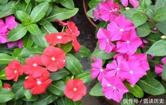 拥有|4种花太美了,花多易爆盆,好看又好养,很值得拥有