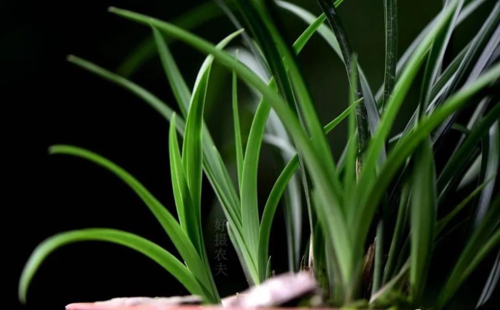 兰友|兰花怎么养到爆盆?三点诀窍,知道就很容易了