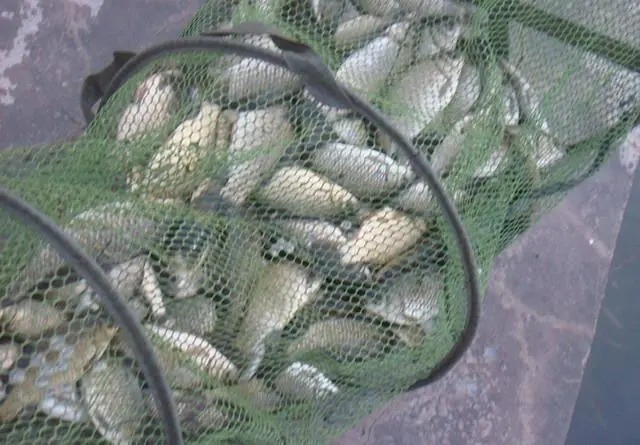 晚秋钓鲫鱼打窝的3大忌,打窝打对了才能爆护!