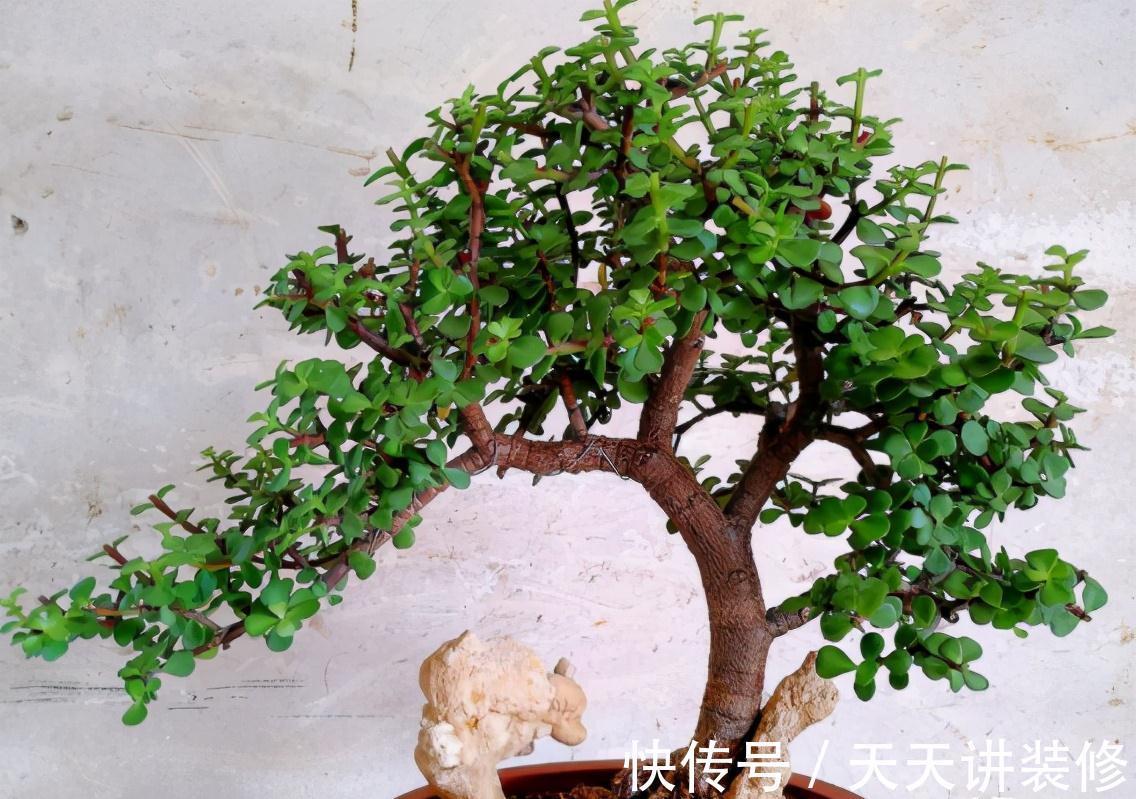 5种“漂亮花”,趁着秋天快扦插,7天就生根,年底就赏花