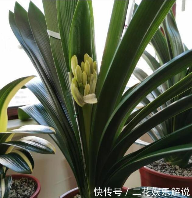 什么啤酒水、骨头渣都不如“1种臭臭肥”,君子兰吃了“猛长个”