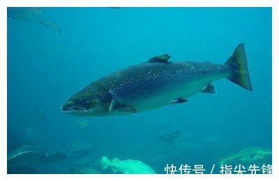 钓鱼|我们在垂钓时说话,真的会吓跑鱼吗?