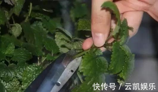 营养土|3种花现在扦插超容易,1周就能生根发芽!1个月后变养花大户!