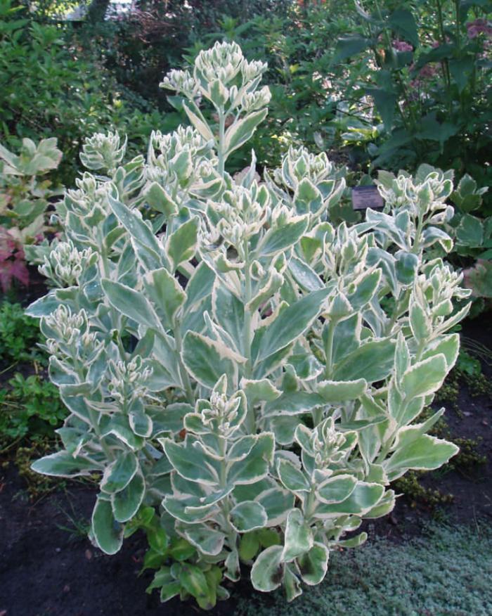 天生就带锦,生命力强大却价格便宜多肉,它就是冰冷晨光