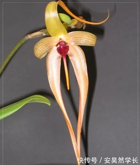 好丑！好臭！你没看错，我说的是兰花