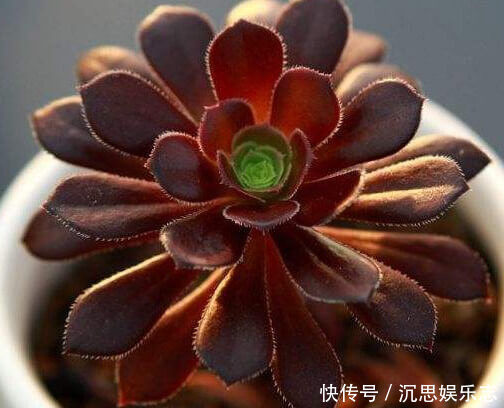 法师|多肉黑法师怎么养教你3个小妙招,养出乌黑油亮的黑法师