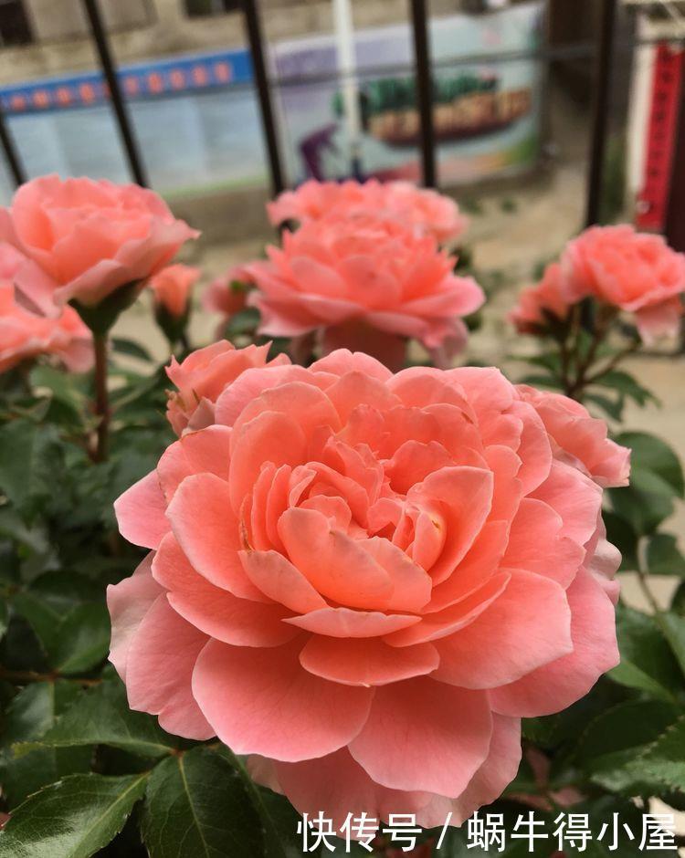 谁见了都喜欢的4种花，好养又漂亮，花开不断，还能旺财！