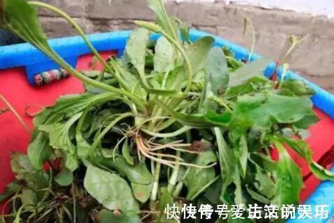 暑湿|车前草药食两用,车前草有什么功效和作用,车前草怎么吃