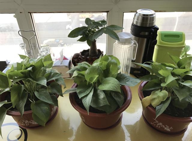 春天绿萝不爆盆“1个技巧”来解决，采用后，1个月繁殖10盆！