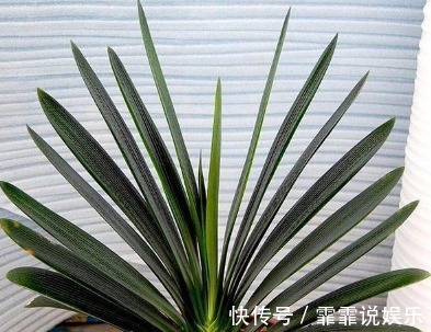 基肥|家居养花君子兰盆中加入这3种物质，还需要施肥吗