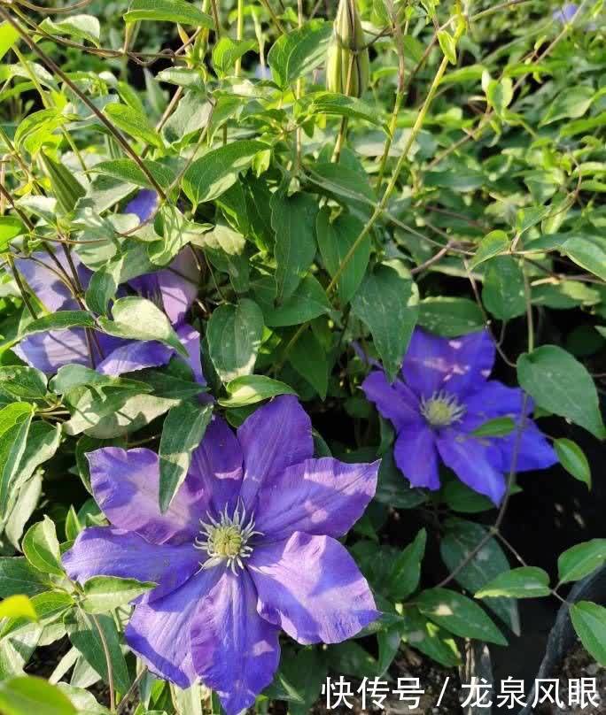 很好养的3种花,养室外养庭院里,一片繁花,芳香漂亮