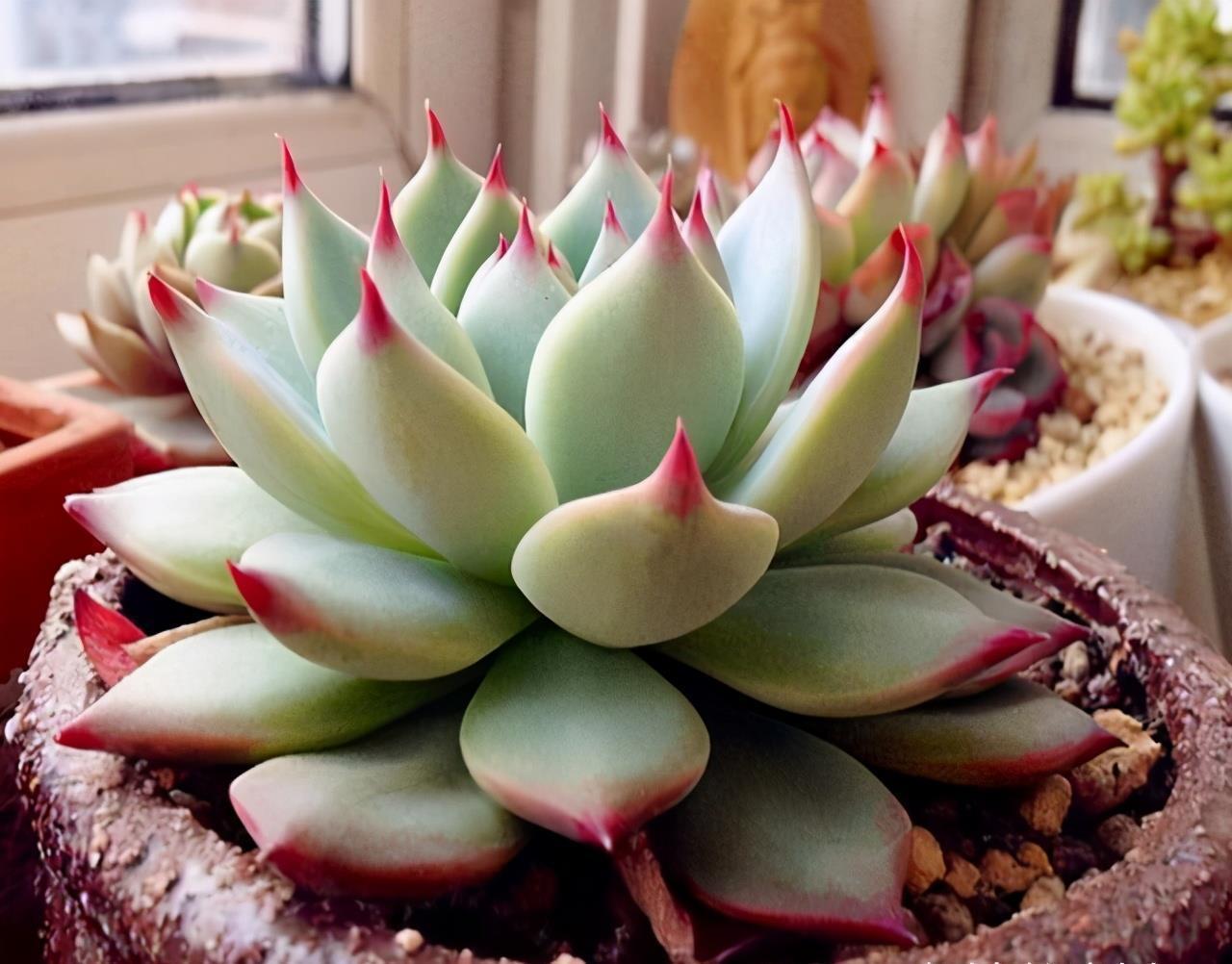 叶片|多肉有“三怕”，入冬养护要避开，猛蹿芽冒新根，憋成群生肉墩子