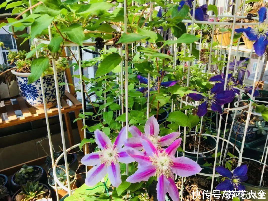 蟹爪兰|立秋后，7种花要“苏醒”，可以放手养了