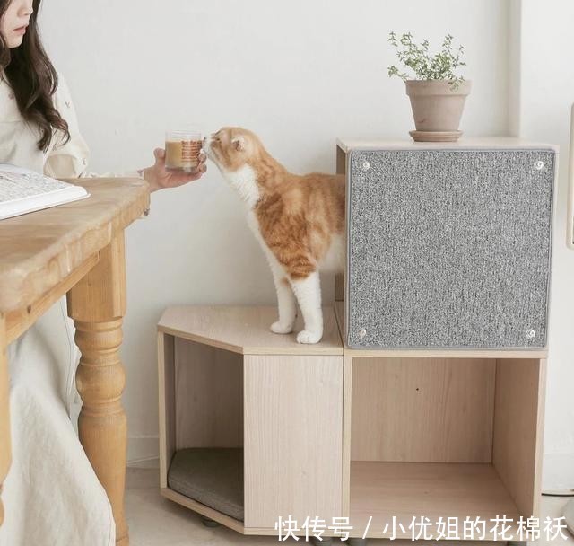 辜负|看了这位小姐姐的精致下午茶,甜品与猫,不可辜负