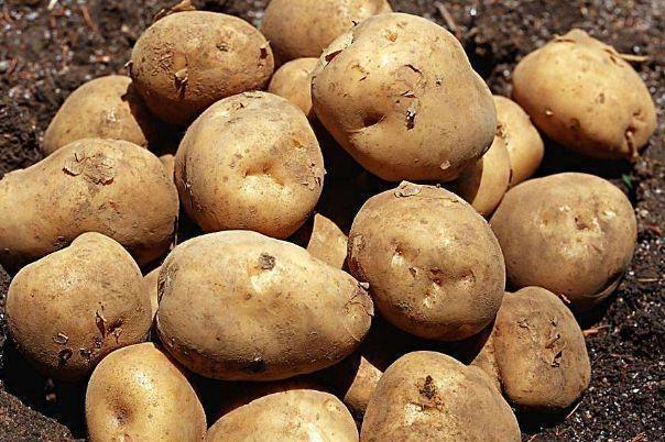 土豆|土豆被称为“地下人参”,常吃好处多多,但有1大禁忌要注意