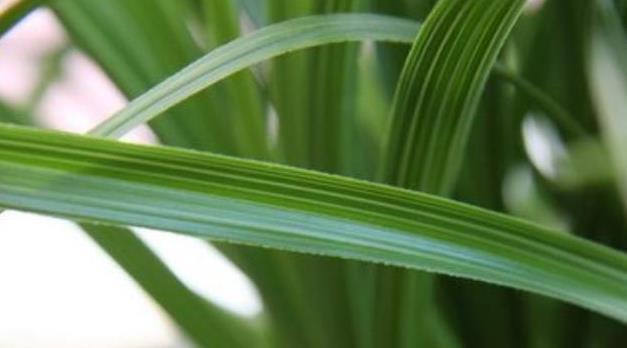 兰花|兰花叶片按照叶形可分为几种?怎么区分?老兰友:至少7种