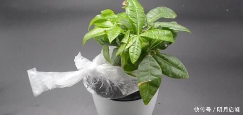 家里有养花的抓紧看看，学会这招，不烂根不生虫，花草越长越茂盛