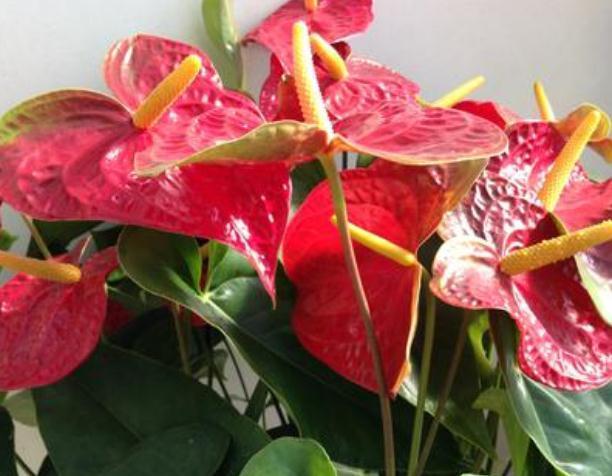 啤酒|养红掌，只浇水“死得快”多做“一步”，红花开满盆，满屋红火