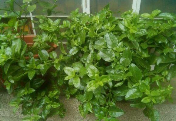 盆栽牡丹吊兰,2种养法,勤人“养成菜”,懒人“花爆盆”