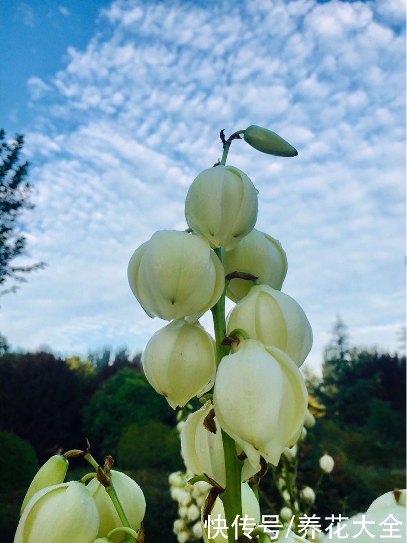 云杉|花卉中的“长寿老人”，最老一棵12000岁