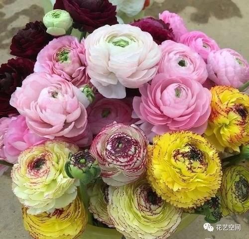 最美“芹菜花”,土里埋两个爪子,3日爆芽,养着养着就开满盆!