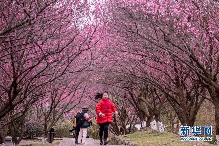 浙江余姚:梅花盛开迎客来