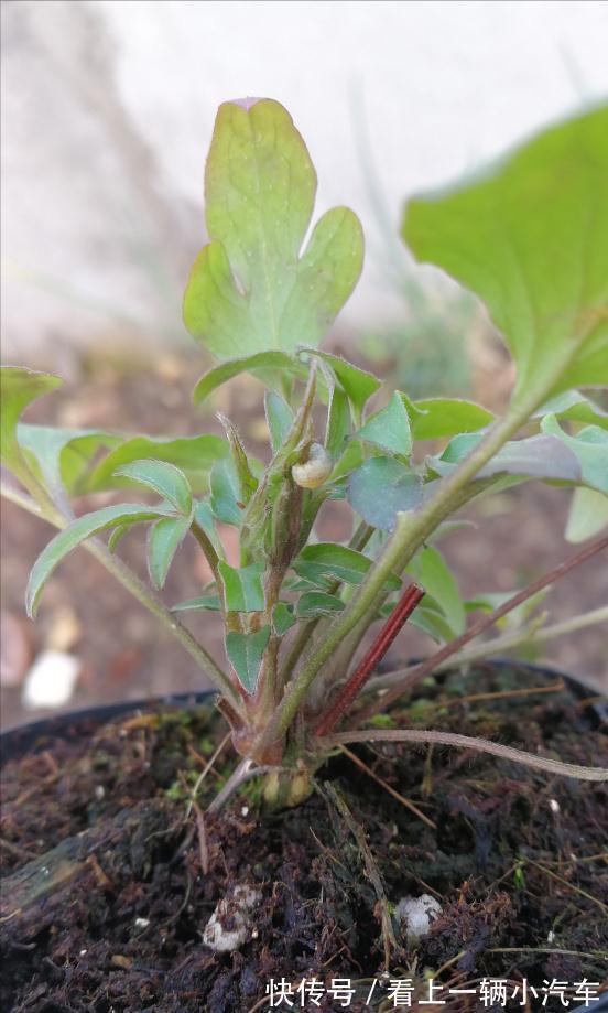 6种富贵花,冬天爱“装死”,好好“伺候着”,来年繁花多几倍