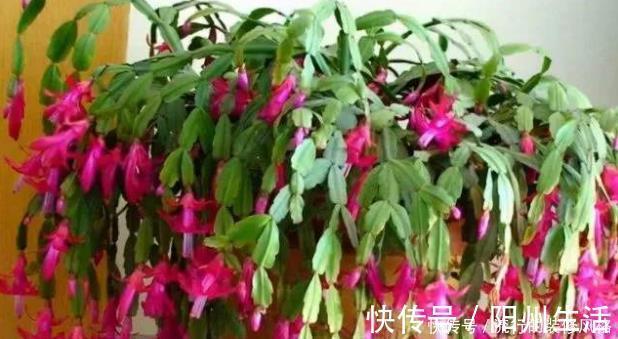 蟹爪兰|蟹爪兰叶片蔫了不恢复？及时“亡羊补牢”还不晚，但要掌握好技巧