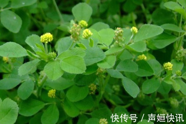 含量|老年人补钙不如多吃野菜,钙含量不输于牛奶,多吃身体更健康