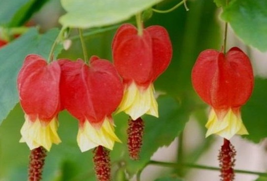 丽格海棠|养花就选这种,撸个叶子丢土里就活,花朵枝繁叶茂,枝头花苞满满