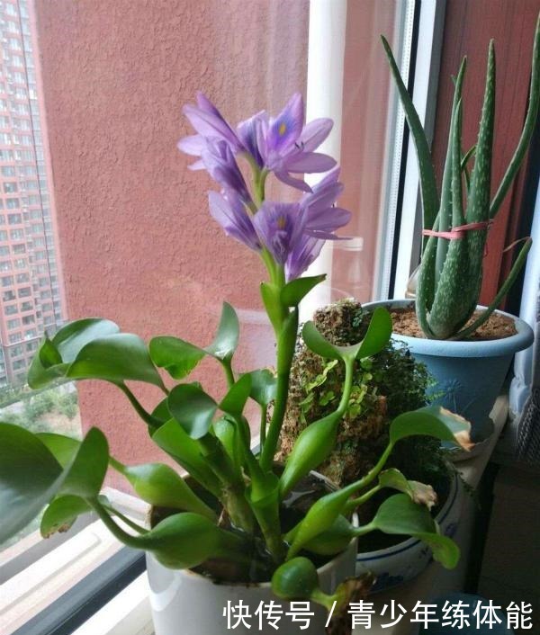 比荷花还漂亮的浮生花,漂到哪就长到哪,生命力太强悍