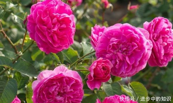 8款浓香月季推荐,种一棵满室飘香,喜欢快收藏