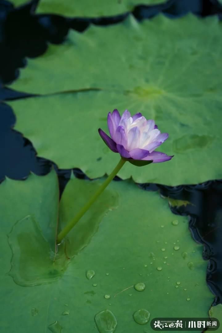 三潭印月|美炸了!三潭印月睡莲中的“大姐大”王莲,开了今年的第一朵花