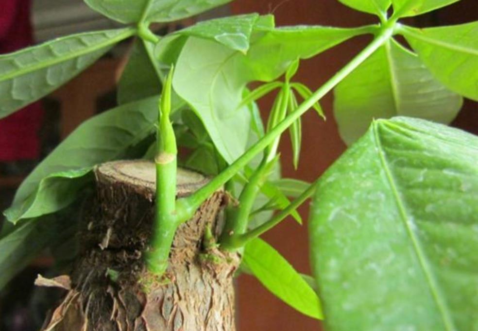 发财树烂根不要扔,给它做3件事,重新长出新根