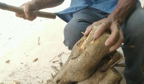 丝线$遇到这种树,别再摘叶子喂蚕了,全国稀有,俗称“黄金木”