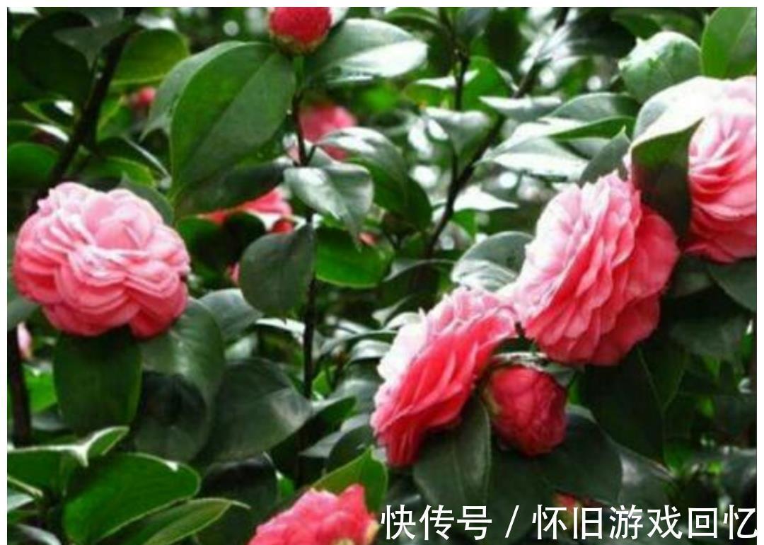 植株|5种喜“半阴花”,入冬以后多见阳光,长得旺早开花