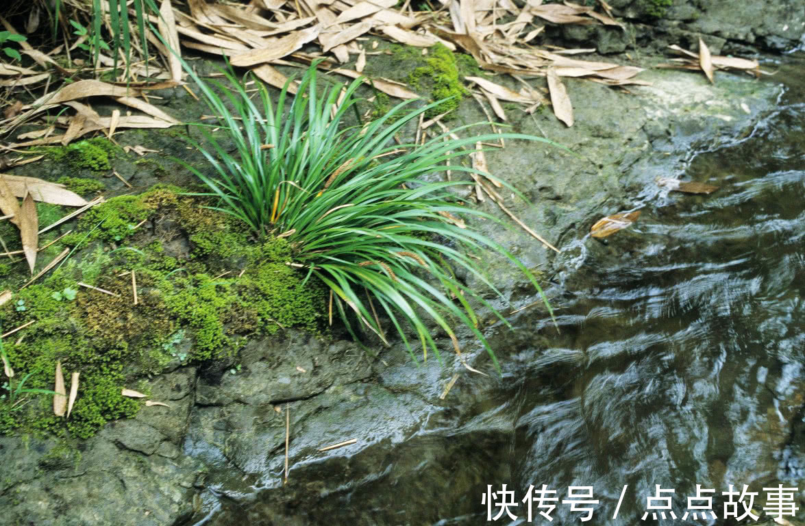 穿骨七|河边一种香草,专门长在石头上,它是有名的“穿骨七”30元一斤