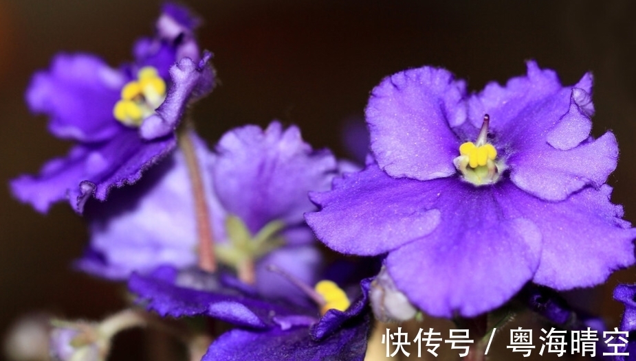 紫罗兰如果不开花是什么原因,应该如何处理